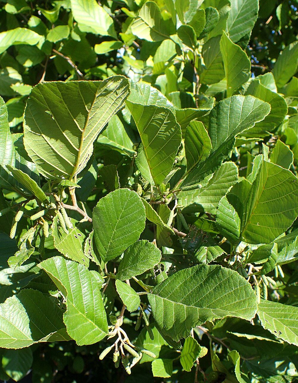 Plant de Aulne rugueux et crispé (Alnus rugosa)
