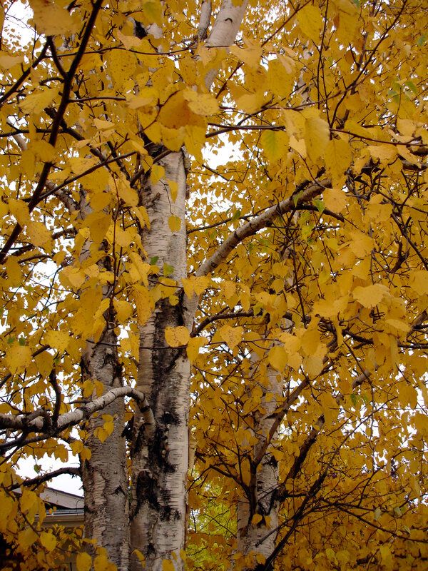Plant de Bouleau blanc (Betula papyrifera)