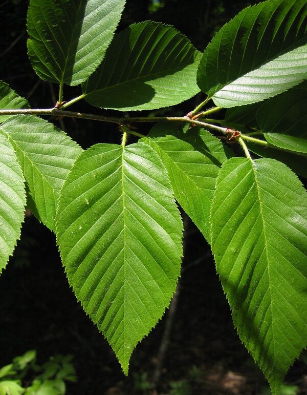 Plant de Bouleau jaune (Betula alleghaniensis)