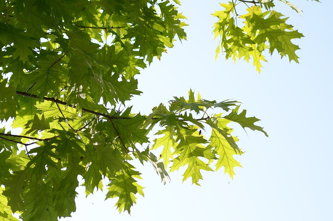 Plant de Chêne rouge (Quercus rubra)