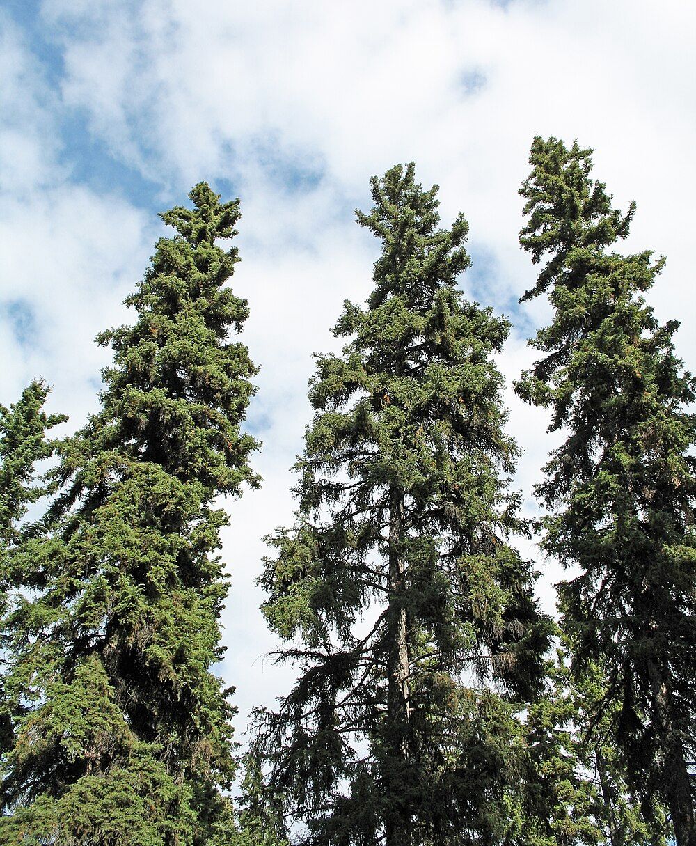 Plant de Épinette blanche (Picea glauca)