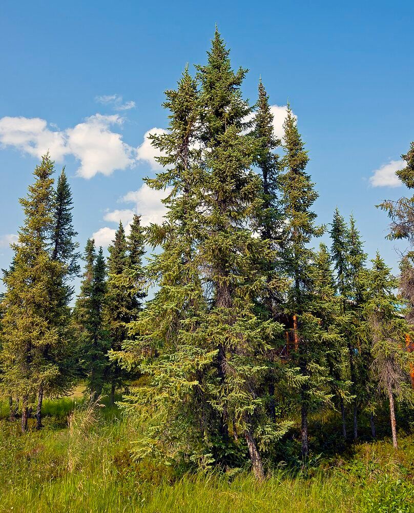 Plant de Épinette noire (Picea mariana)