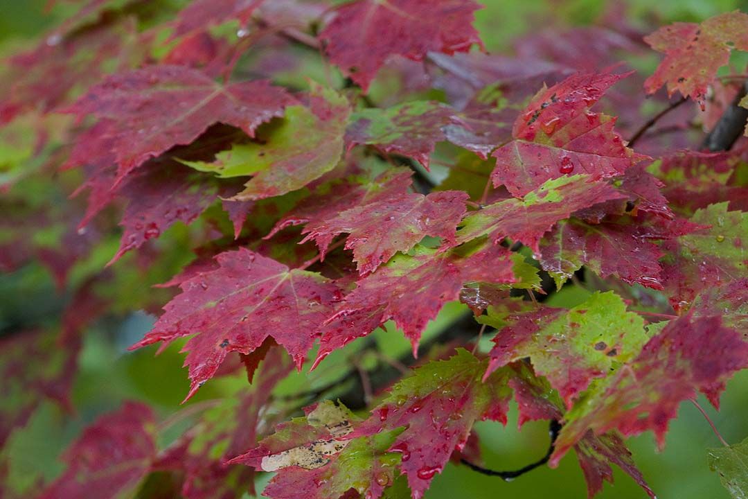 Plant de Érable rouge (Acer rubrum)