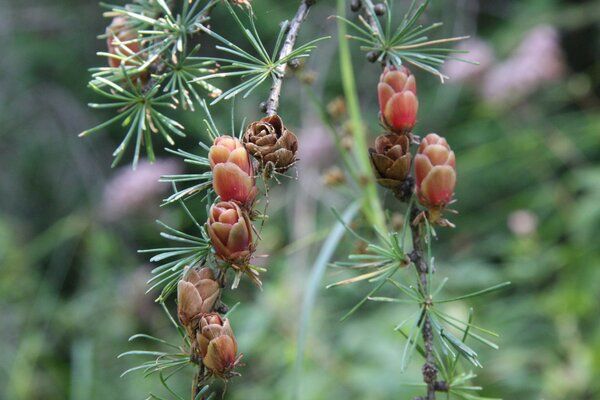 Plant de Mélèze laricin (Larix laricina)