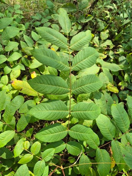 Plant de Noyer noir (Juglans nigra)