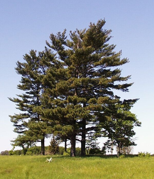 Plant de Pin blanc (Pinus strobus)