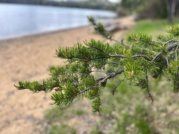 Plant de Pin gris (Pinus banksiana)